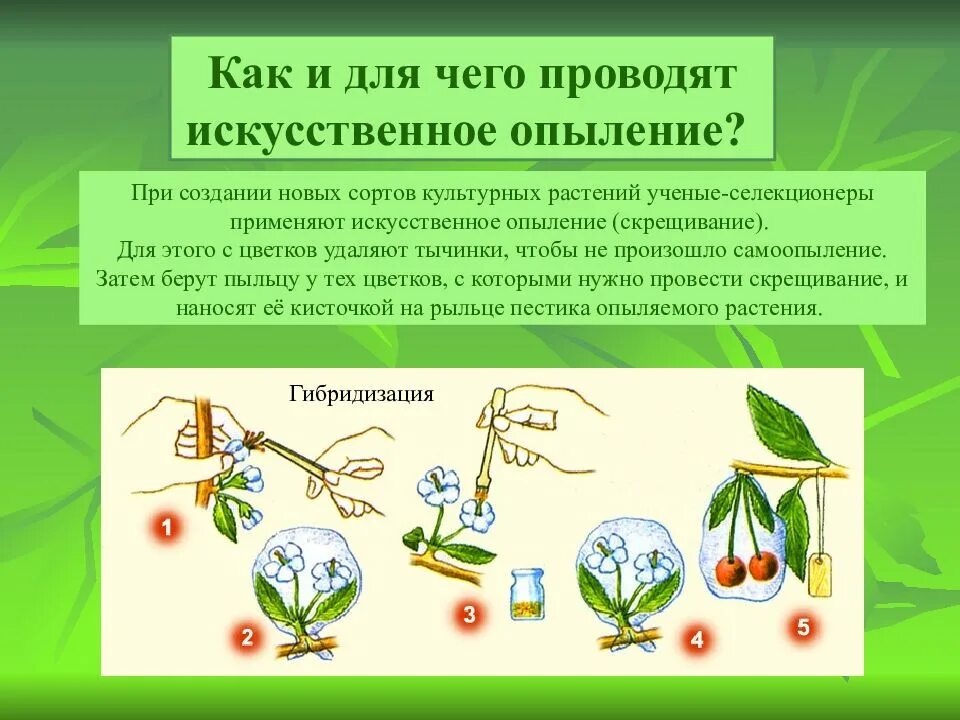 Типы опыления покрытосеменных. Опыление растений. опыление цветковых растений. способы опыления цветковых растений. искусственное перекрестное опыление.