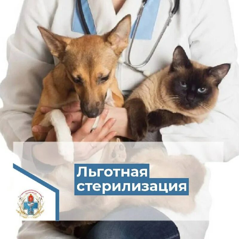 льготная стерилизация собак. нацпроект производительность. акция стерилизация кошек. льготная стерилизация. льготная стерилизация кошек.