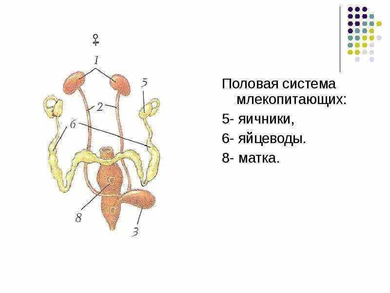 Половая система млекопитающих. Половая система для детей. Мужская половая система млекопитающих. Функции половой системы млекопитающих. Половая система человека 9 класс