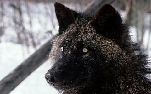 Wolf 4t