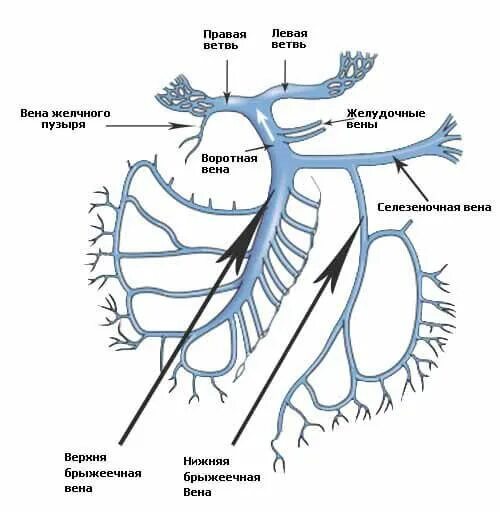 Правая воротная вена. Воротная Вена анатомия схема. Система воротной вены печени схема. Схема воротной вены печени анатомия. Воротная Вена печени анатомия схема.