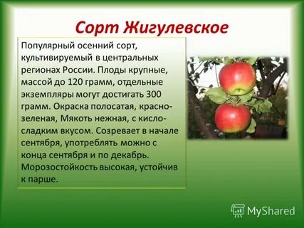 Характеристика сорта яблони жигулевская
