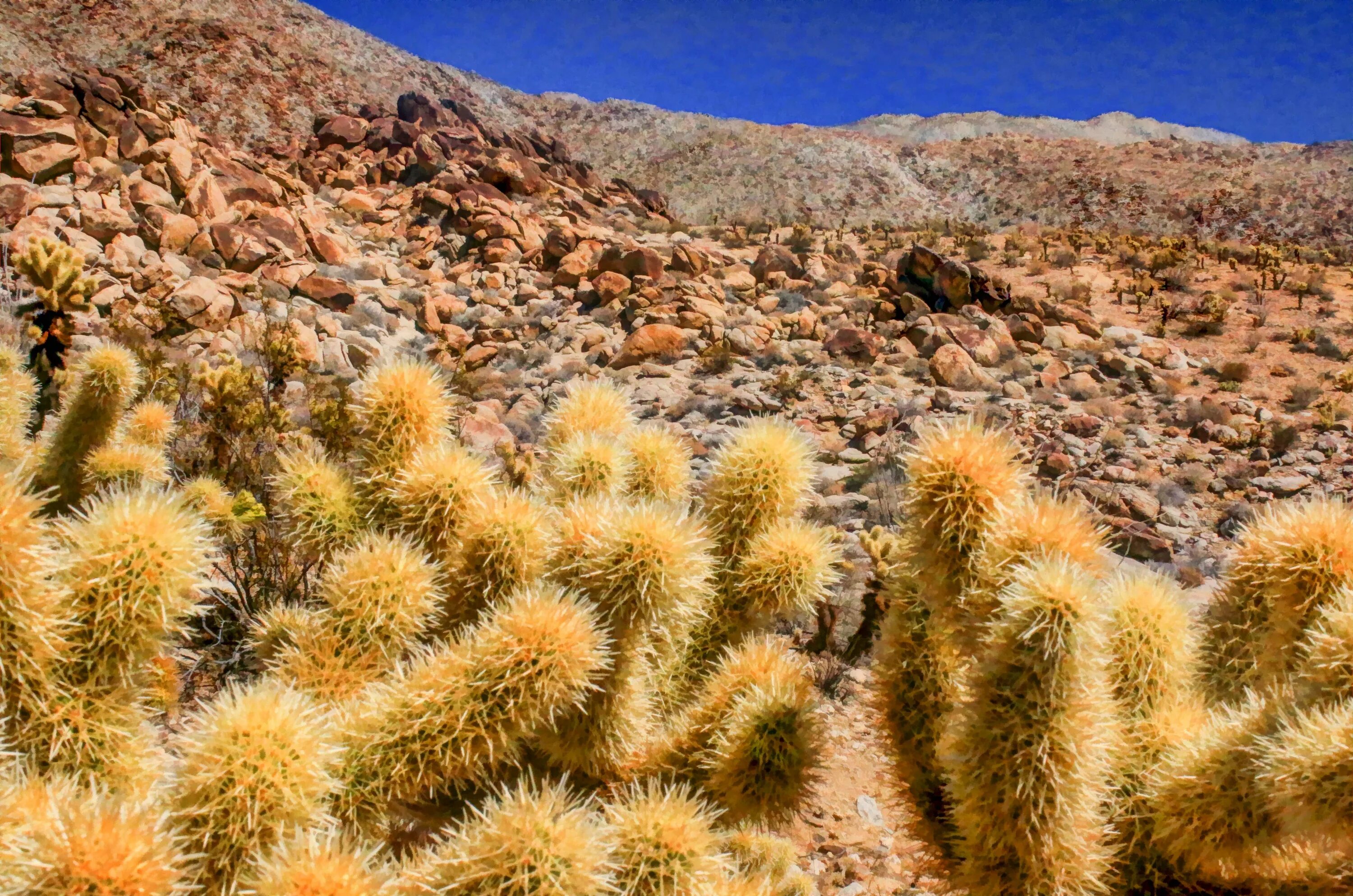 Desert plant