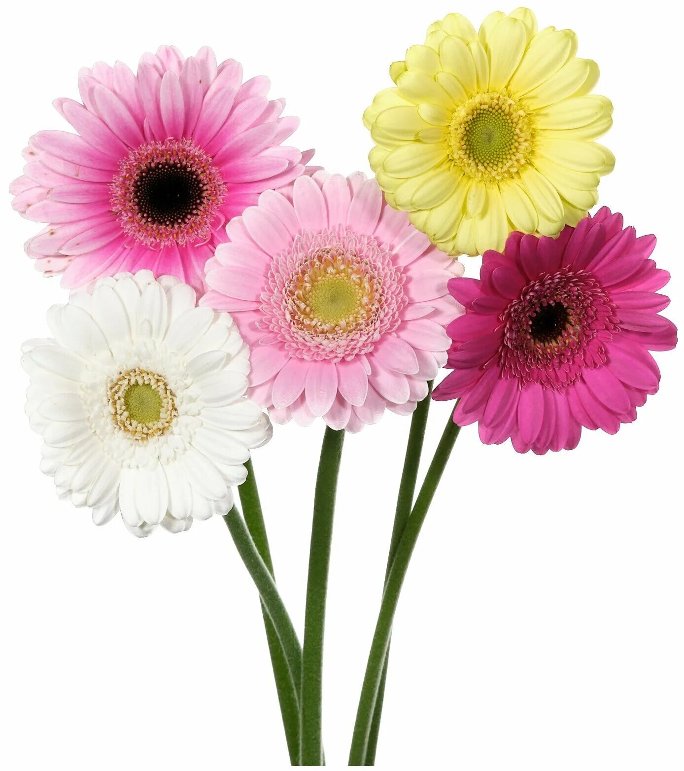 Гермини срезка. Гермини микс (голландия). Гермини кимсей. Гербера мини. Гербера спрингс микс.