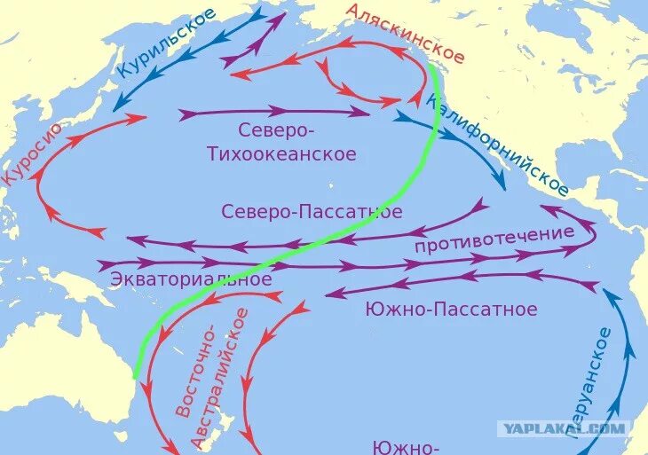 Какие течения омывает тихий океан. Южное пассатное течение в тихом океане. Схема поверхностных течений Тихого океана. Основные морские течения Тихого океана. Куросио течение на карте.