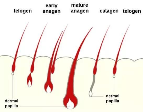 Анаген катаген телоген. Скорость роста волос на голове у мужчин. Скорость роста волос в год. Скорость роста волос на голове у мужчин в день.