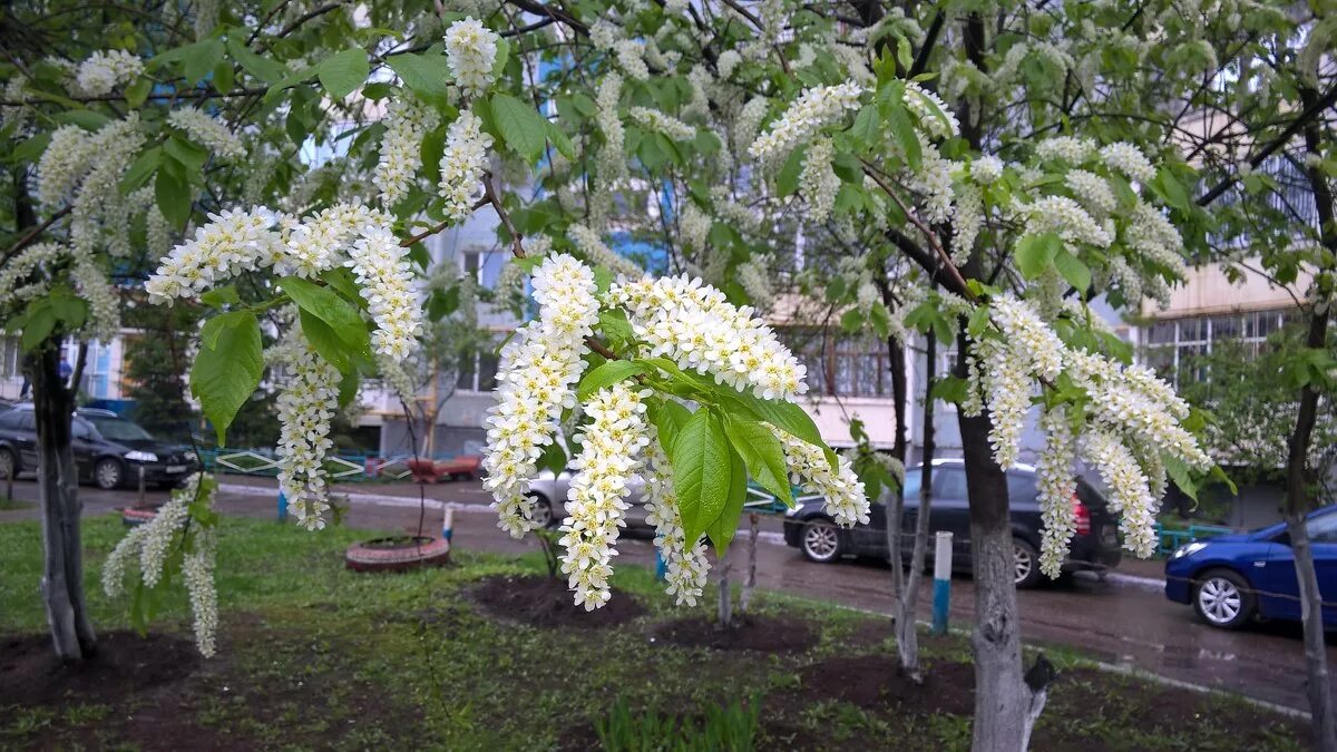 Тенистый садик из лип черемух. Цветущая черемуха дерево. Аллея черемухи. Черемуха в Питере. Цветет черемуха в Питере.