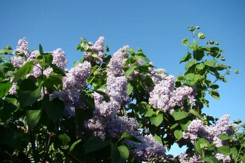 Сирень ария