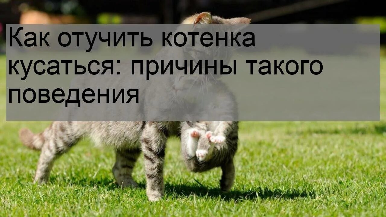 Как отучить кошку кусать руки. Отучить котенка кусаться. котенка отучить отучить кусаться. как отучить котёнка кусаться и кидаться. как отучить котиков кусаться.