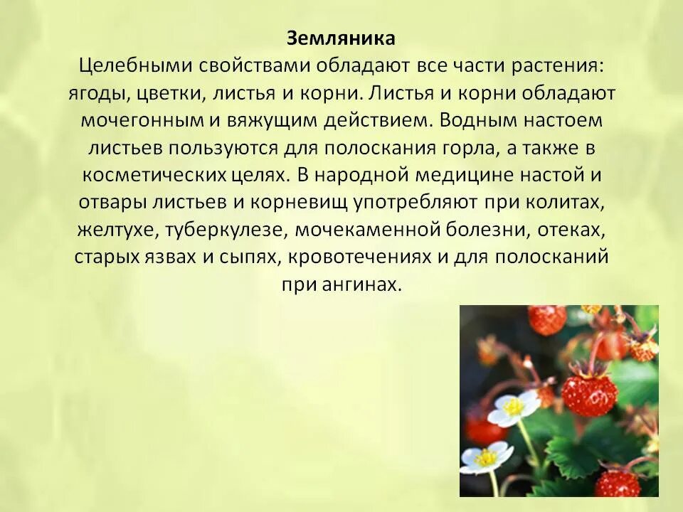 Обладают целебным свойством. Красавка белладонна лекарственные препараты. Щавель конский описание. Лечебные растения характеристики. Лекарственные растения.