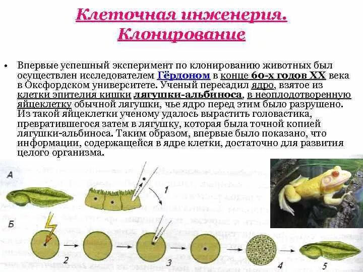 Методы клеточной инженерии в биотехнологии. Биотехнология клонирование животных. Клеточная инженерия клонирование. Клеточная и генная инженерия клонирование. Клеточная инженерия в селекции животных.