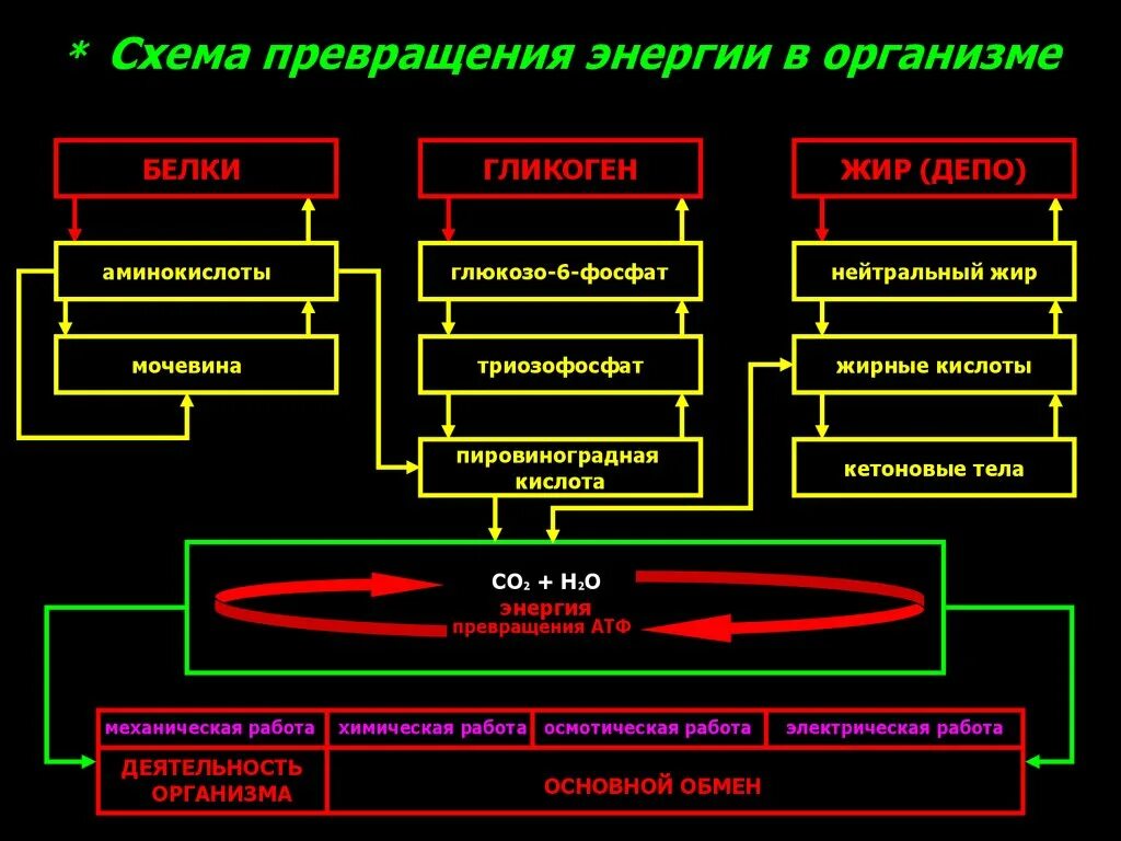 Работа и преобразование энергии. Схема превращения веществ и энергии в организме. Превращение энергии в организме. Схема превращений различных видов энергии в организме. Схема преобразования энергии.