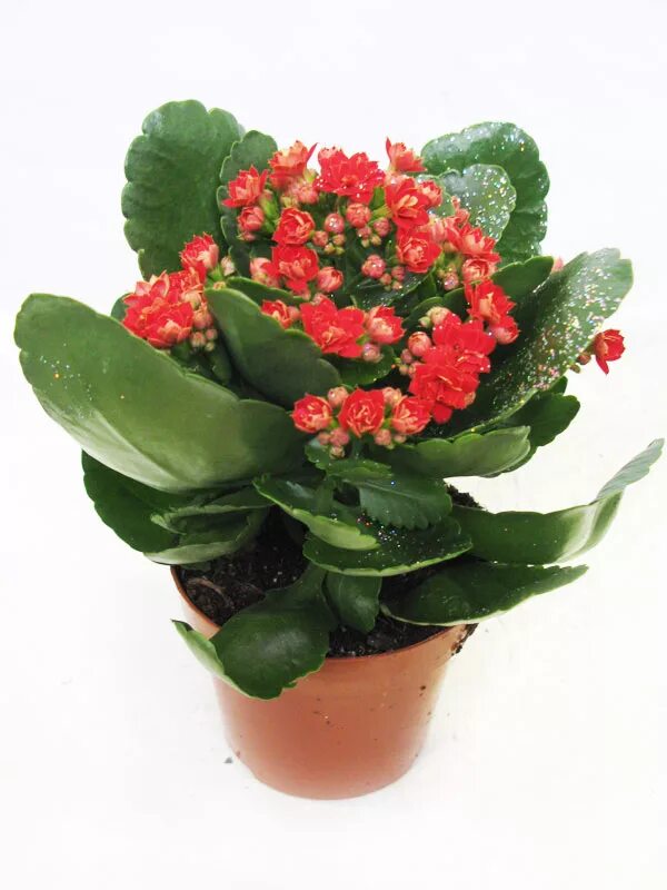 каланхоэ блоссфельда листья. чихательный домашний цветок. каланхоэ микс d7 h13. каланхоэ каландива. каланхоэ от варикоза.