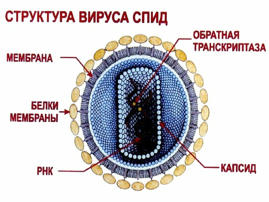 ВИЧ структура вириона. Строение ВИЧ вируса схема. Строение вируса СПИДА 5 класс. Вирус иммунодефицита человека строение. Биология 8 вирусы