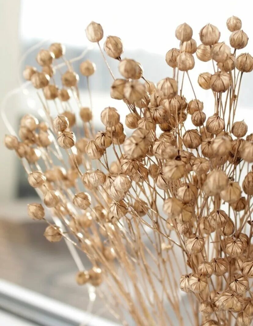 сухоцвет танацетум. лен жёлтый сухоцвет. лен сухоцвет. сухоцветы. букет из сухоцветов лен.