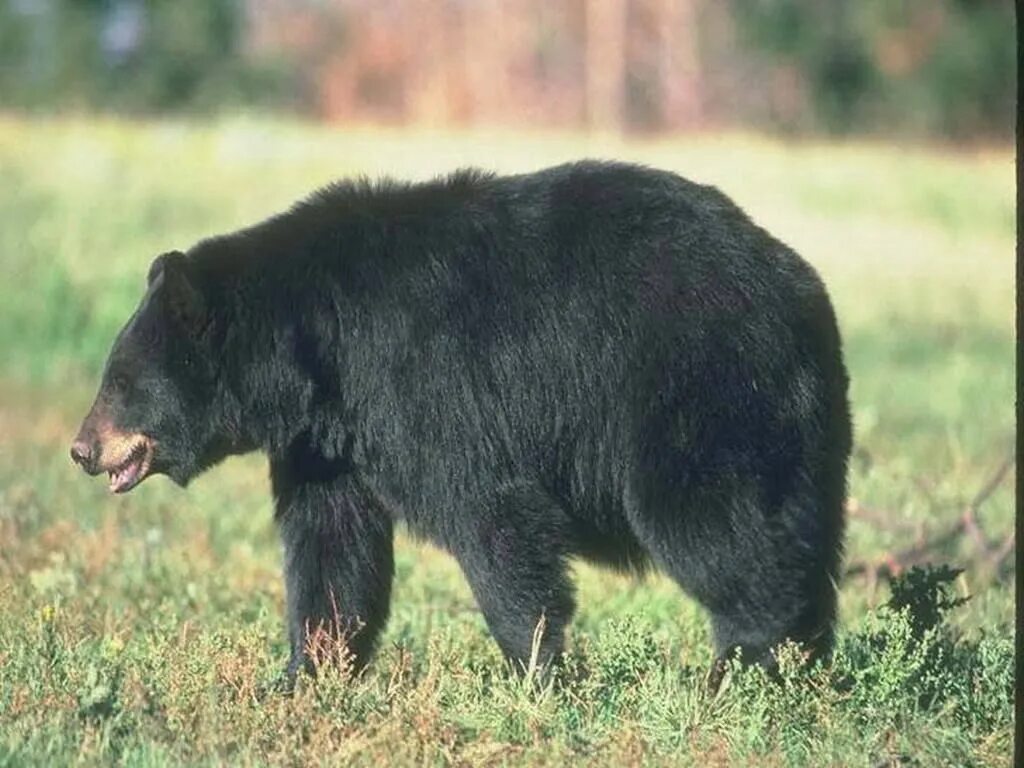 На каких обитают медведи гризли. Медведи обитающие в России. Гибрид гималайского и бурого медведя. Черные медведи в Пермском крае. Черный медведь в России.