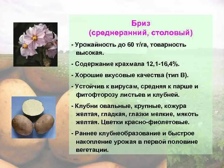 Сорт Бриз картофель характеристика. Картофель Бриз описание сорта характеристика. Картофель семенной Бриз описание сорта. Сорт Бриз. Гала урожайность