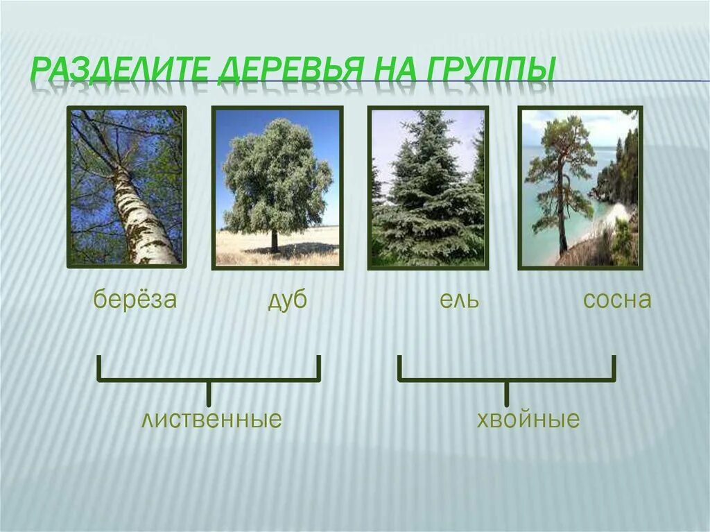 Хвойные и лиственные. Лиственные и хвойные деревья. Группы деревьев хвойные и лиственные. Разделение деревьев на лиственные и хвойные. Лиственные деревья делятся на.