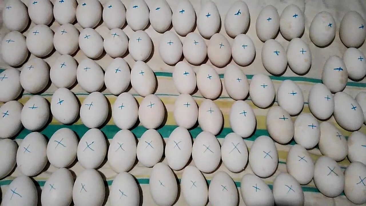 Гусиные яйца для инкубации купить. Инкубационное яйцо Авиаген. Инкубационное яйцо тулузского гуся. Гусиные яйца ипх10. Гусиные яйца в инкубаторе.