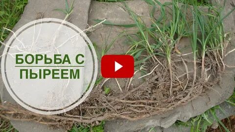 Как бороться с сорняками пыреем