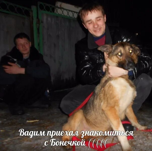Кто такой живодер. Алексей ведула живодер. алексей ведула фото собак.