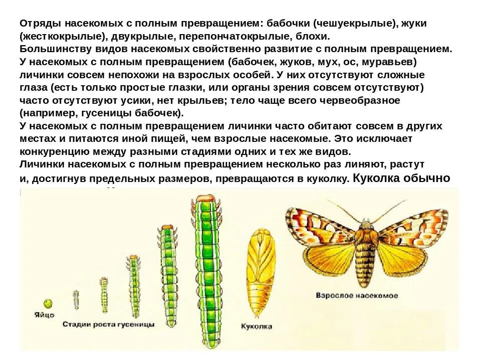 Определите тип развития насекомых пчела мохнатоногая. Типы развития насекомых с полным и неполным превращением отряды. развитие с полным превращением отряд насекомых. полное и неполное превращение насекомых 7 класс биология. размножение и развитие насекомых с полным превращением.