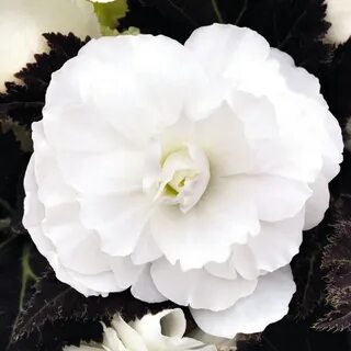 Бегония white