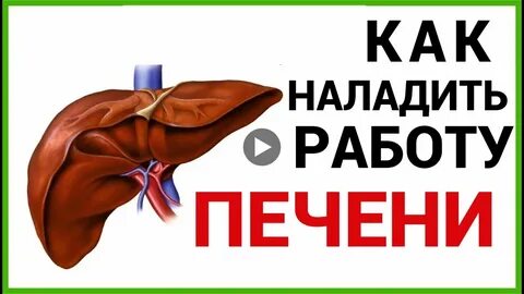 Правильная работа печени