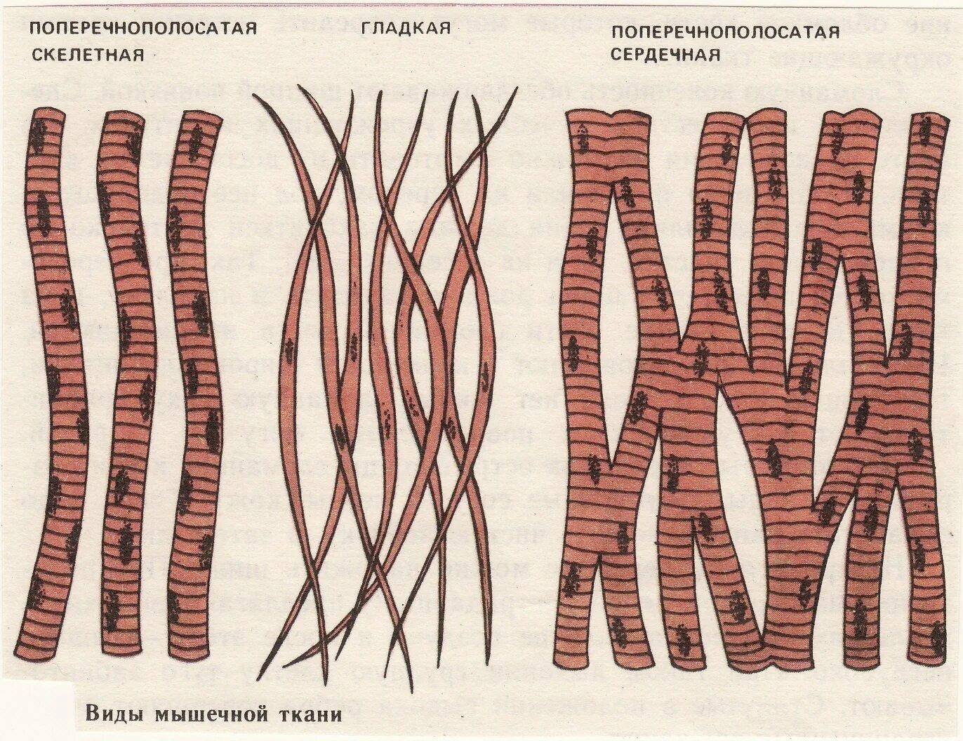 Поперечно Скелетная мышечная ткань. Скелетная сердечная и гладкая мышечная ткань. Ткани человека мышечная ткань. Гладкая и поперечно полосатая мышечная ткань.