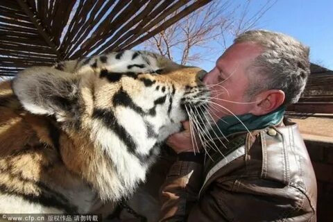 Мужчина тигр в любви