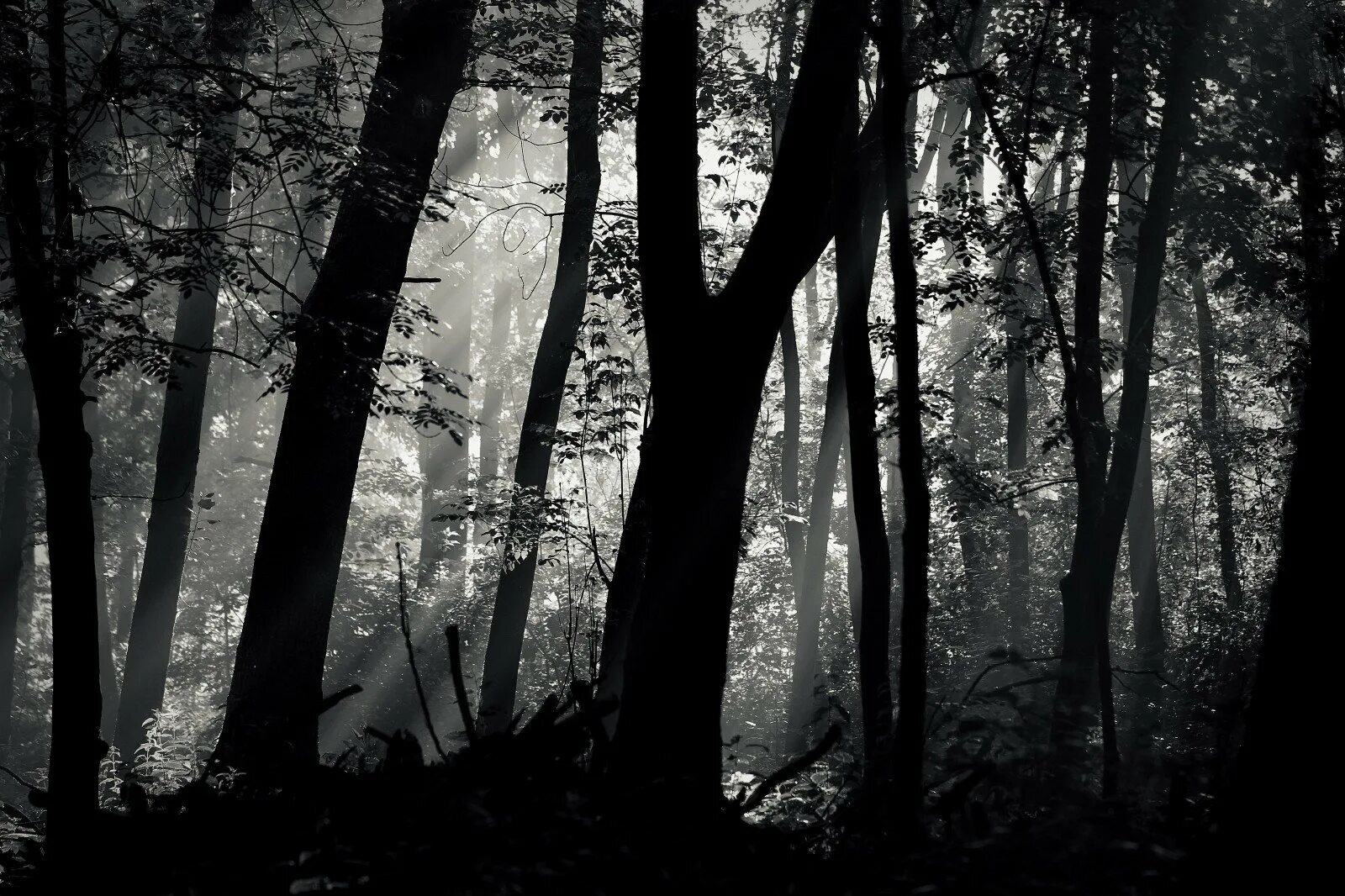 Самый черный лес. Мрачный лес. Черно белый лес. Темный лес. Красивый лес черно белый.