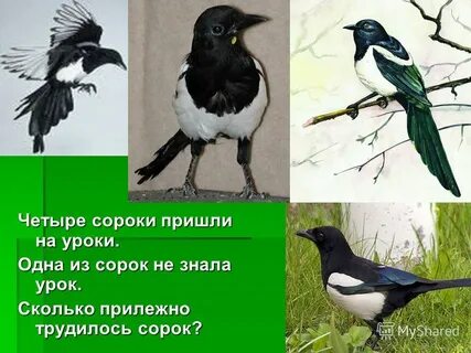 Знает сорока