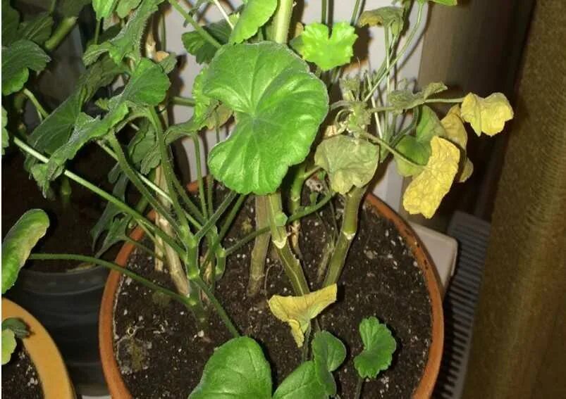 Фитофтороз пеларгонии. Желтеют листья у герани. Пожелтение края листа у герани. Почему у герани желтеют и сохнут листья. Герань сохнут листья.