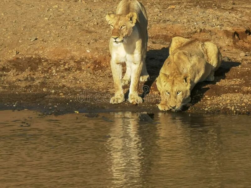 Лев пьет воду. Лев и львица пьет воду. Львица пьет воду. Львица пьет воду речки. Лева попит