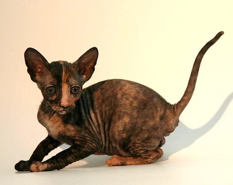 помощь сфинксам и корнишам