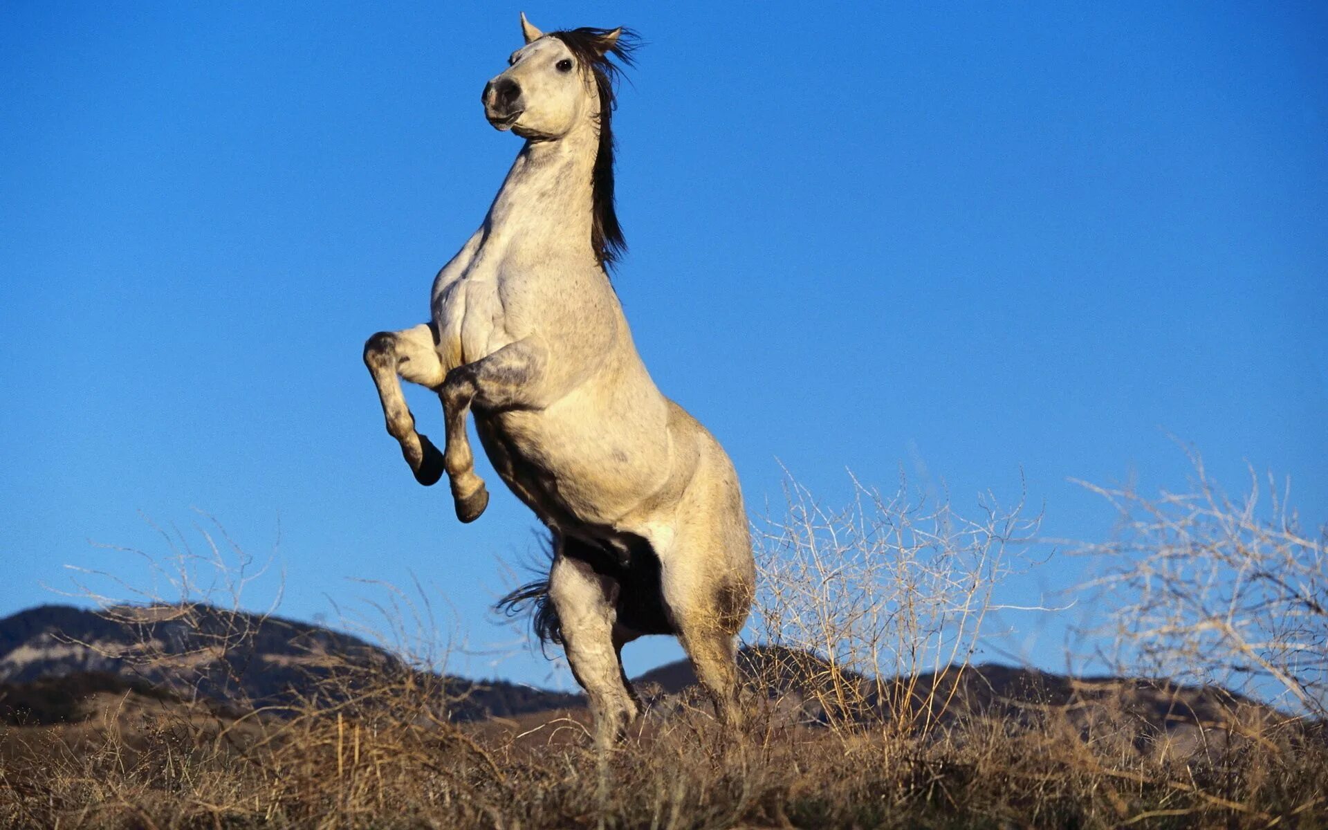 Мустанг конь. Монгольский Мустанг. Серый Мустанг лошадь. Буцефал порода коня.