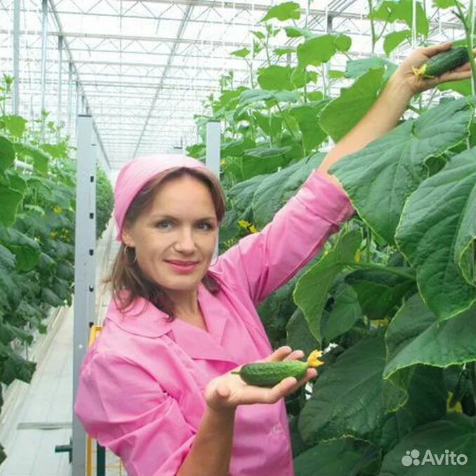 Работа в теплицах в москве вакансии. Сейм-Агро тепличный комбинат. Курск Сейм Агро Овощевод. Сейм Агро Ворошнево Курск. Теплица Курск Ворошнево тепличный комплекс.