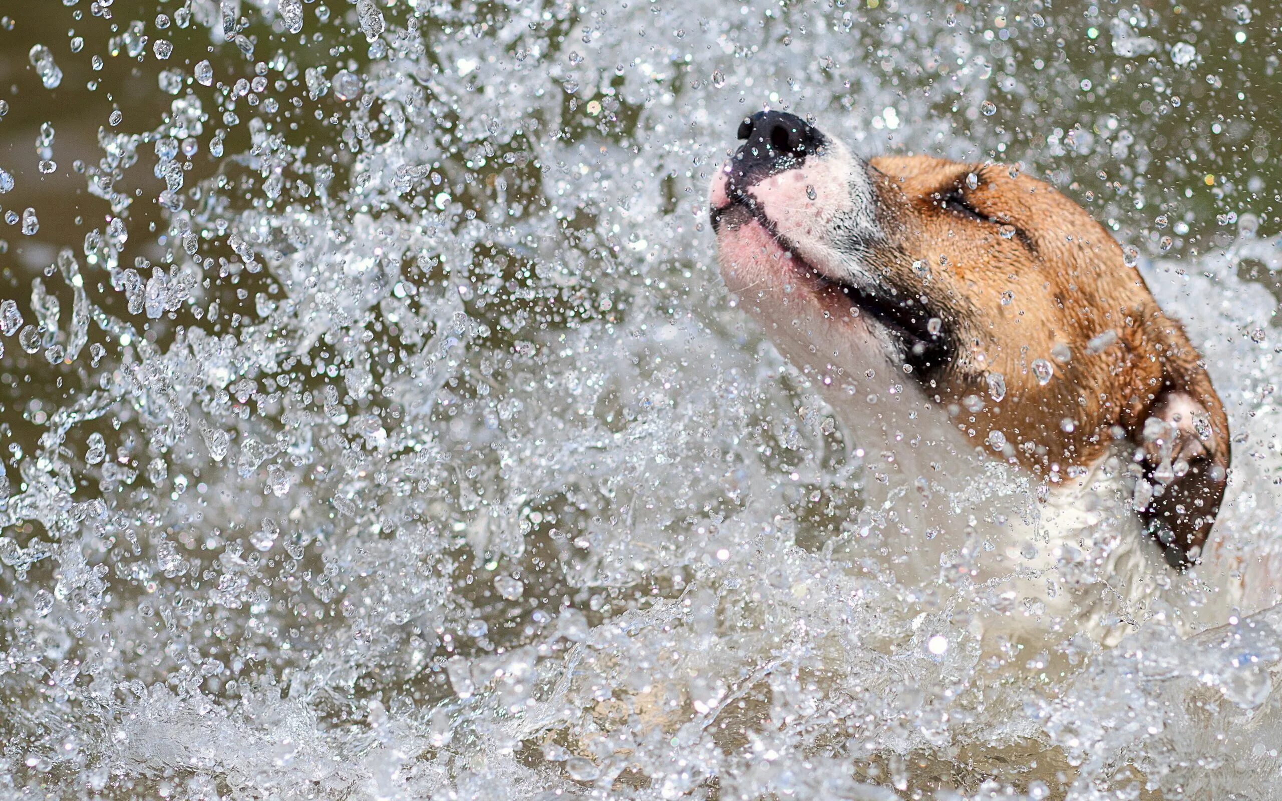 Собака прожить без воды. Собака и брызги воды. Собака плавает. Собака в луже. Собака брызги.