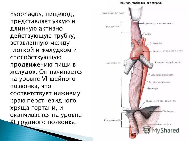 Топографическая анатомия пищевода человека. Пищевод и желудок анатомия. Пищевод вид спереди. Анатомические сужения пищевода.