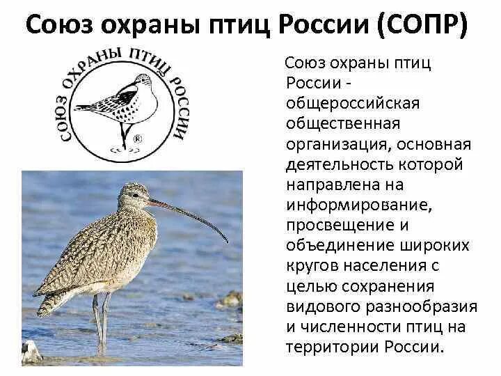 Сайт союза охраны птиц