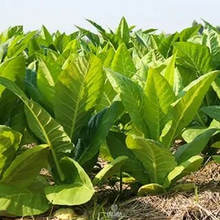 Virginia tobacco