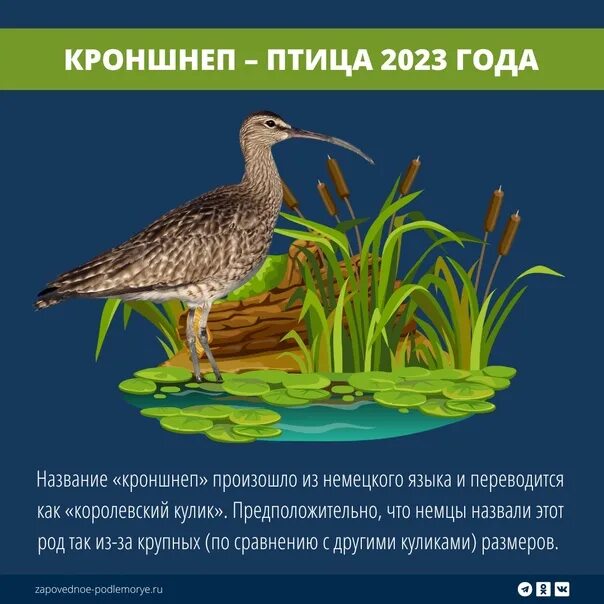 Конкурс птиц 2023