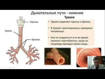 Трахея является органом дыхания