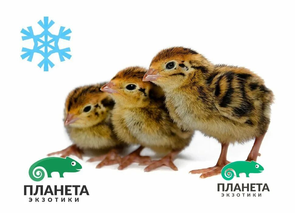 Перепелиные головы
