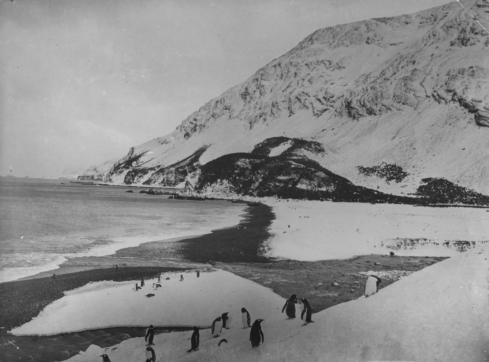 В середине 20 века антарктида. Экспедиция Шеклтона в Антарктиду 1914. Экспедиция Эрнеста Шеклтона 1914 года. Экспедиция Шеклтона в Антарктиду 1914 Elephant Island. Первая Экспедиция Шеклтона.