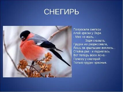 Снегирь описание для детей