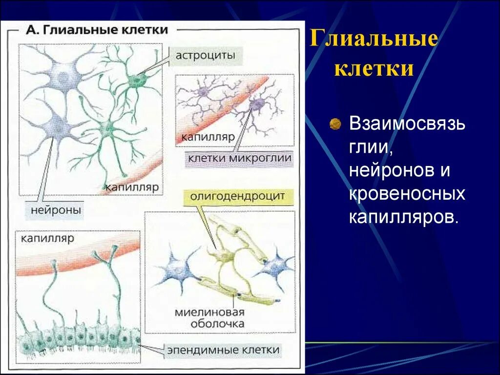 Глиальные клетки нервной ткани. Клетки нейроглии строение. Глиальные клетки астроциты. Нейроглия глиальные клетки. Виды нейроглии