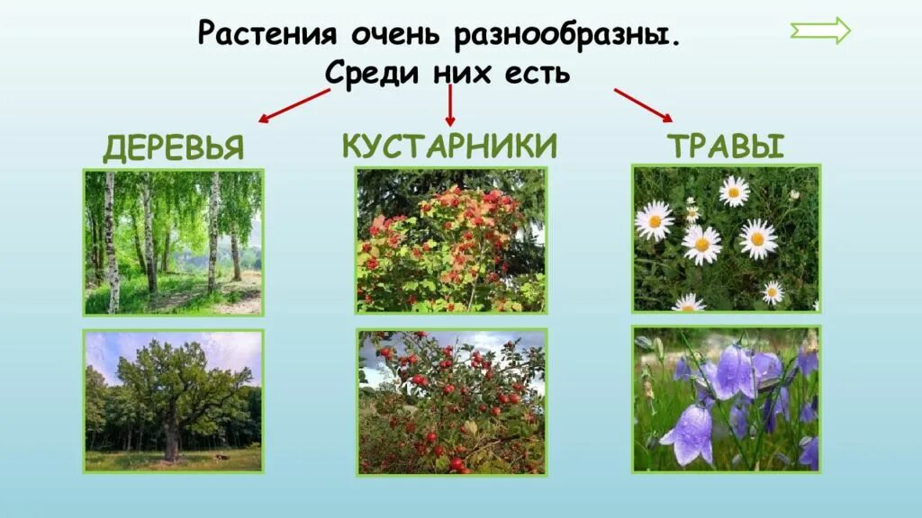 Презентация растение 2 класс окружающий мир. Кустарники и травы. Растения кустарники травы. Какие бывают растения. Растения деревья кустарники травы.