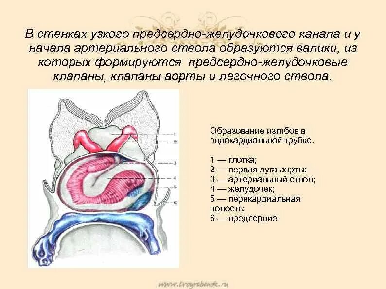 Строение предсердно-желудочковых клапанов. Строение левого предсердно желудочкового клапана. Общий предсердно-желудочковый канал. Общее предсердно-желудочковое отверстие это. Клапан правого предсердно желудочкового отверстия