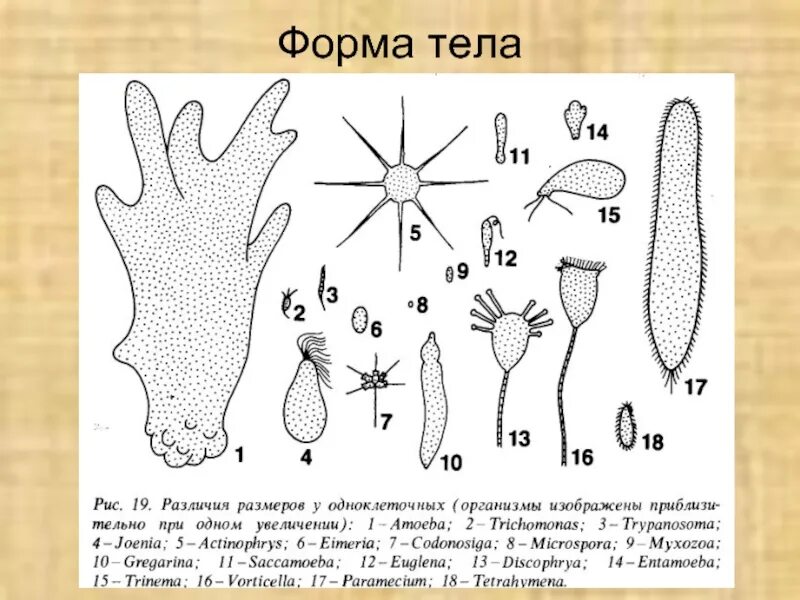 Форма тела простейших. Формы простейших организмов. Формы тела протистов. Червовалековидная форма тела. Какую форму имеет простейшие